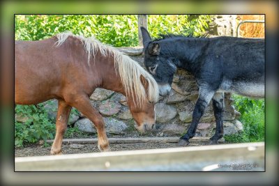 _MTK9949-Edit.jpg