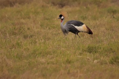 Birds of Kenya