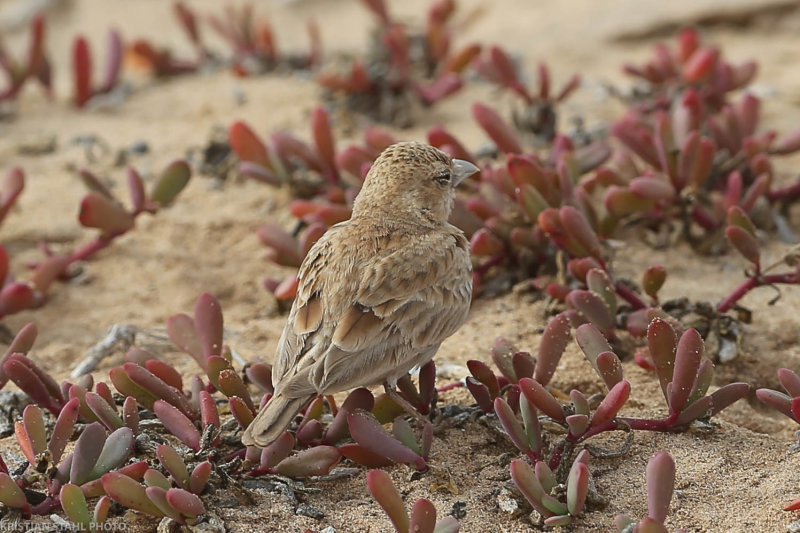Black-crowned Sparrow-Lark, Eremopterix nigriceps, female, close to santa Maria 200222_.jpg
