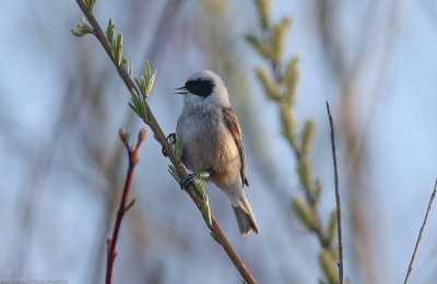 Eurasian_Penduline_Tit_Remiz_p_pendulinus_Borgeby_reningsverk_201904082.jpg