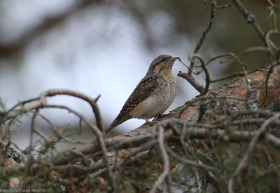 Wryneck_Jynx_torquila_Hagbyhamn_201905042.jpg