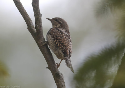 Wryneck_Jynx_torquila_Hagbyhamn_20190504.jpg