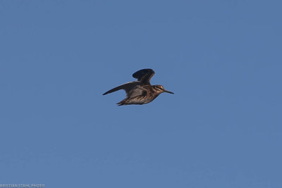 Jack Snipe, Lymnocryptes minimus, Löddesns 20210206.jpg