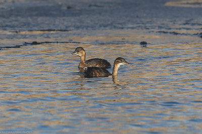 Litle Grebe, tachybaptus ruficollis, Borgeby reningsverk 20210206.jpg