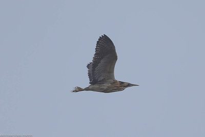 Bittern, Botaurus stellaris, Lddesns 20210203-2.jpg