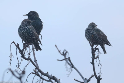 Common Starling, Sturnus vulgaris, Löddesnäs 20210202.jpg