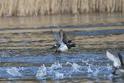 Ring-necked Duck, Aythya collaris, Ek 20210130.jpg