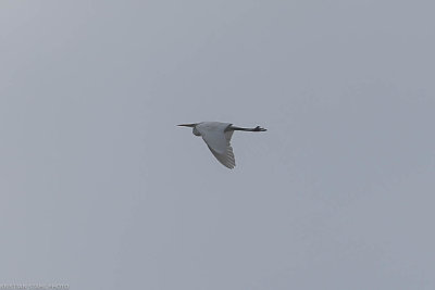 Great Egret, Egretta alba, Lddesns 20210117.jpg