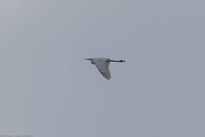 Great Egret, Egretta alba, Löddesnäs 20210117.jpg