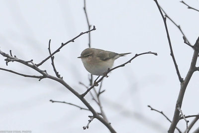 Siberian Chiffchaff, Phylloscopus c tristis