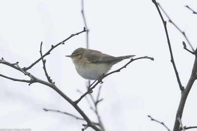 Siberian Chiffchaff, Phyllosocpus c tristis