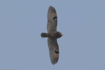Long-eared Owl, Asio otus, Alnarps Vsterskog 20210210-2.jpg