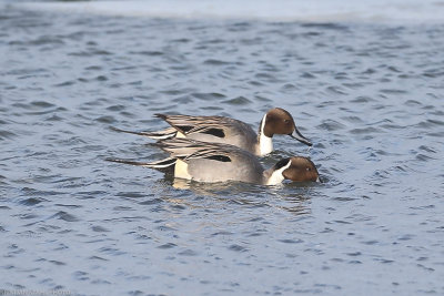 Northern Pintail, Anas acuta Lomma Sdra 20210209-2.jpg