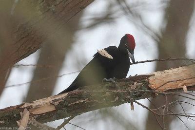 Black woodpecker, Druocopus martius, Lomma sdra 20210208.jpg