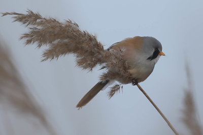 Bearded Reedling, Remiz pendulinus, Lddesns 20210211-4.jpg