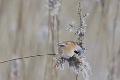 Bearded Reedling, Remiz pendulinus, Lddesns 20210211.jpg