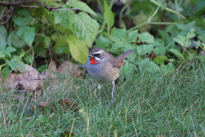 Siberian Rubythroat, Luscinia Calliope, ad male, Vargn 211121.-3.jpg