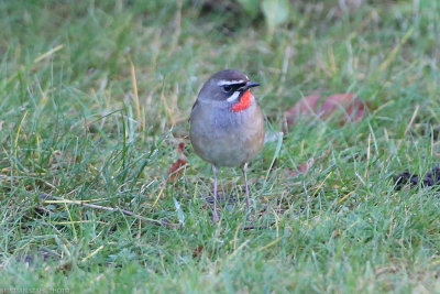 Siberian Rubythroat, Luscinia Calliope, ad male, Vargn 211121.-5.jpg