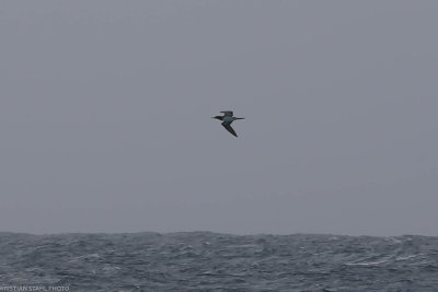 Brown Booby, Sula leucogaster, ad, Off Sal 200222.jpg