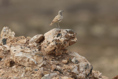 Greater Hoopoe Lark, Alaemon alaudipes, Santa Maria 200222-2.jpg
