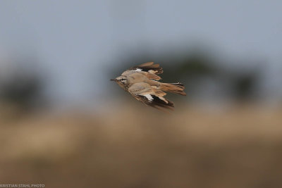 Greater Hoopoe Lark, Alaemon alaudipes, sanya Maria 200222.jpg