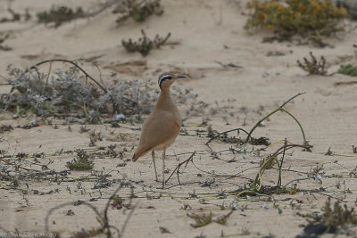 Cream-coulored Courser, Cursorius cursor, Santa maria 200222.jpg
