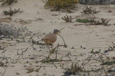 Cream-coulored Courser, Cursorius cursor, Santa maria 200222-2.jpg