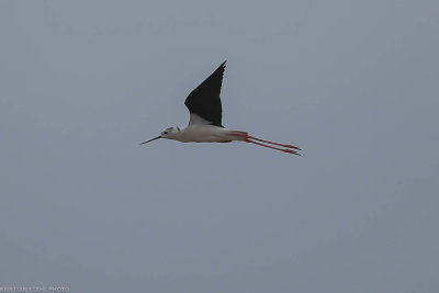 Black-winged Stilt, Himantopus himantopus, Outside Santa Maria 200222.jpg