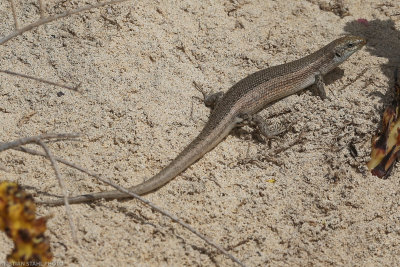 Chioinia Spinalis?, Santa Maria 200224.jpg