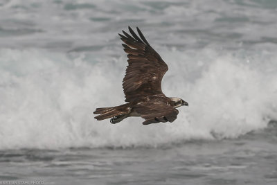 Osprey, Pandion haliaetus, Northern Sal, 200226-2.jpg