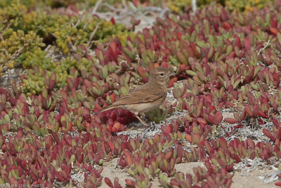 Bar-tailed Lark, Ammomanes cincturus, Santa Maria 211210-4.jpg