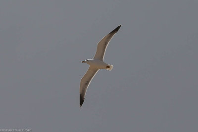 Yellow-legged Gull, Larus m. atlantis, Santa Maria 211210-2.jpg