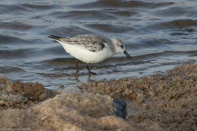 Sanderling, Calidris alba, Santa Maria 211210.jpg