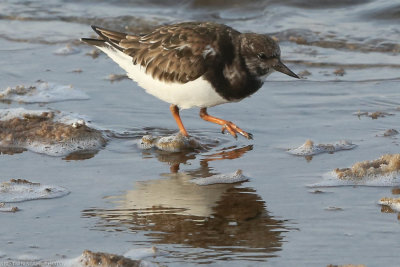 Ruddy Turnstone, Arenaria interpres, Santa Maria 211210.jpg