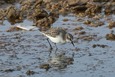 Little Stinte, Calidris minuta, ad winter, Santa Maria 211210.jpg