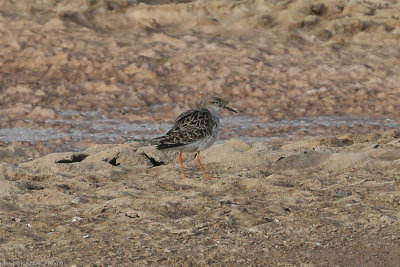 Ruff, Philomachus pugnax, Santa Maria 211210.jpg