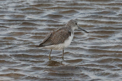 Common Greenshank, Tringa nebularia, Santa Maria 211210.jpg