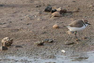 Kentish Plover, Charadrius alexandrinus, male, Santa Maria 211210-2.jpg
