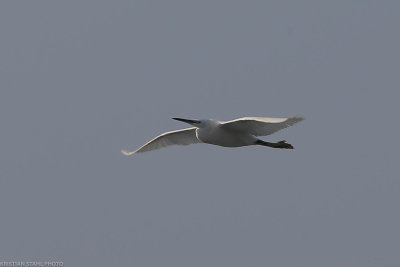 Little Egret, Egretta garzetta, Santa Maria 211211.jpg