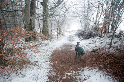 16th March 2019  snow in the woods