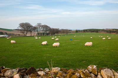 19th April 2019  sheep