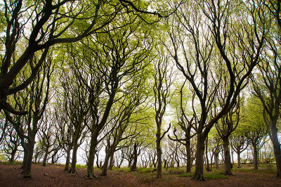 2nd May 2019  woods by the sea