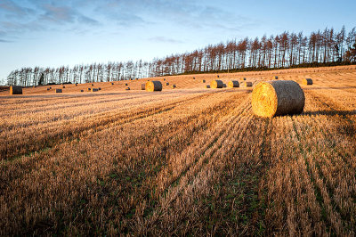 22nd December 2019  bales