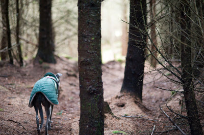 9th February 2020  into the woods in a storm