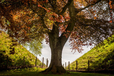 18th May 2020  heart shaped tree