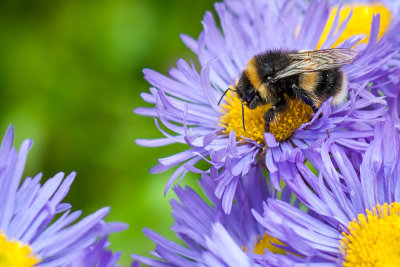30th July 2020   bumble bee