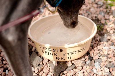 16th August 2020  thirsty hound