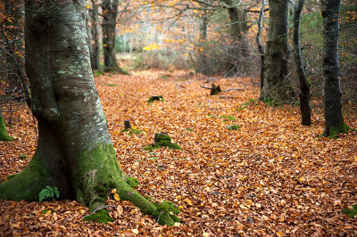 7th November 2020  crispy path