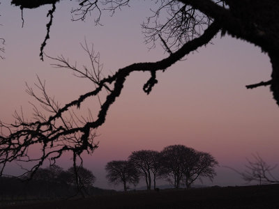 1st March 2021  purple mist