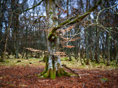 28th March 2021  another twisted tree